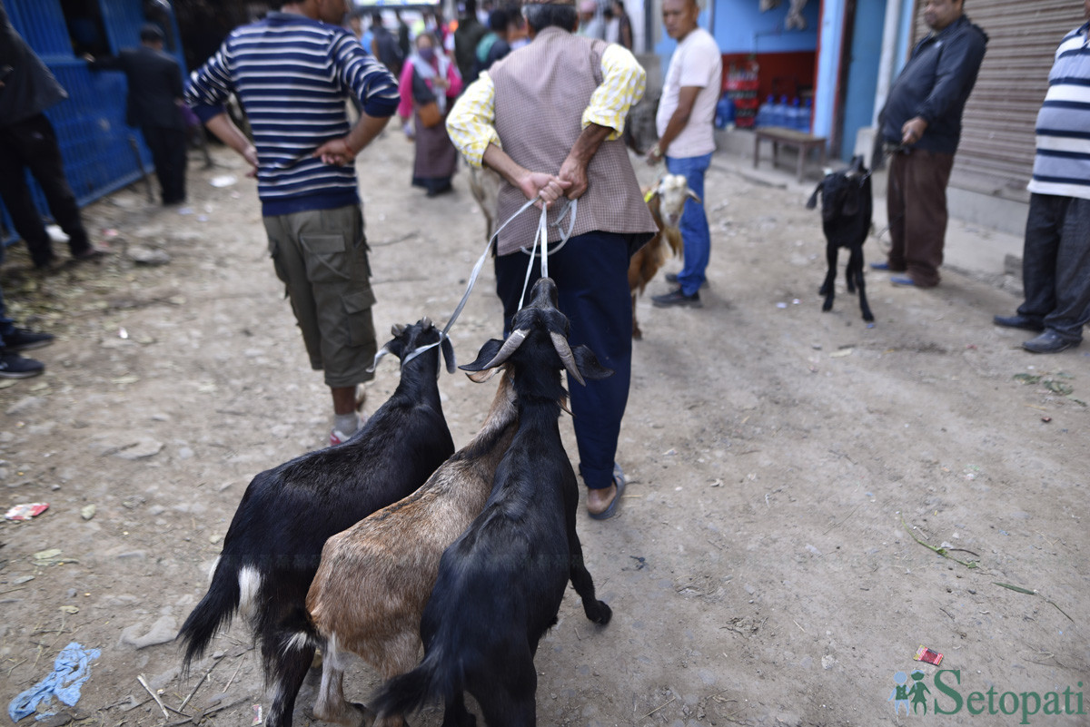 https://www.setopati.com/uploads/shares/समाज/goat/Goat Market (1).JPG